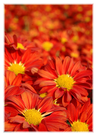 Banner Flowers